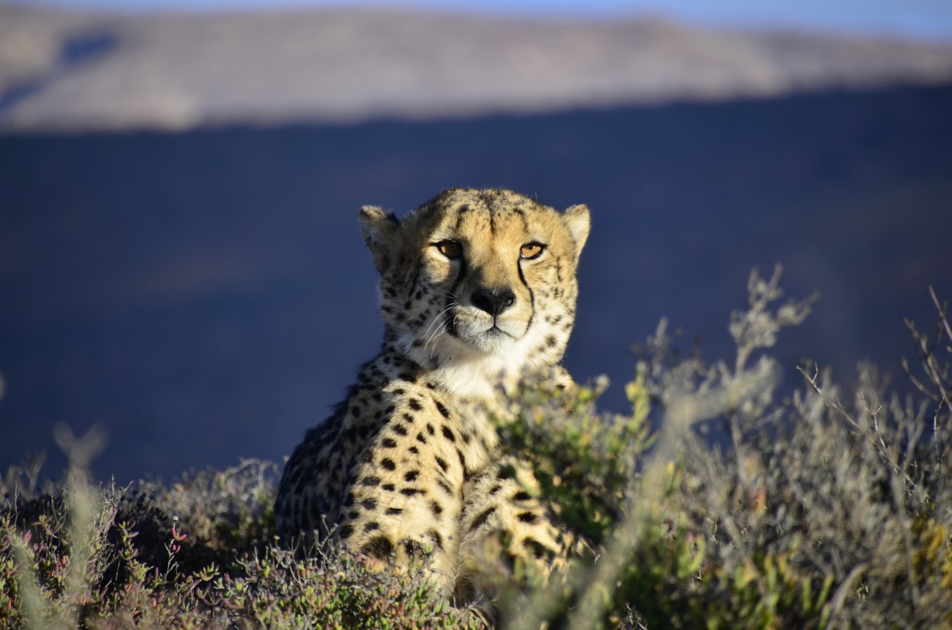 cheetah sitting in the grass under a blue sky