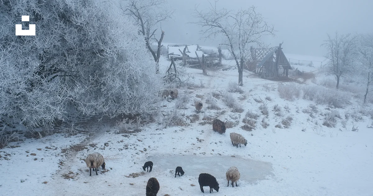 雪に囲まれた羊の群れの写真 – Unsplashの動物の無料画像