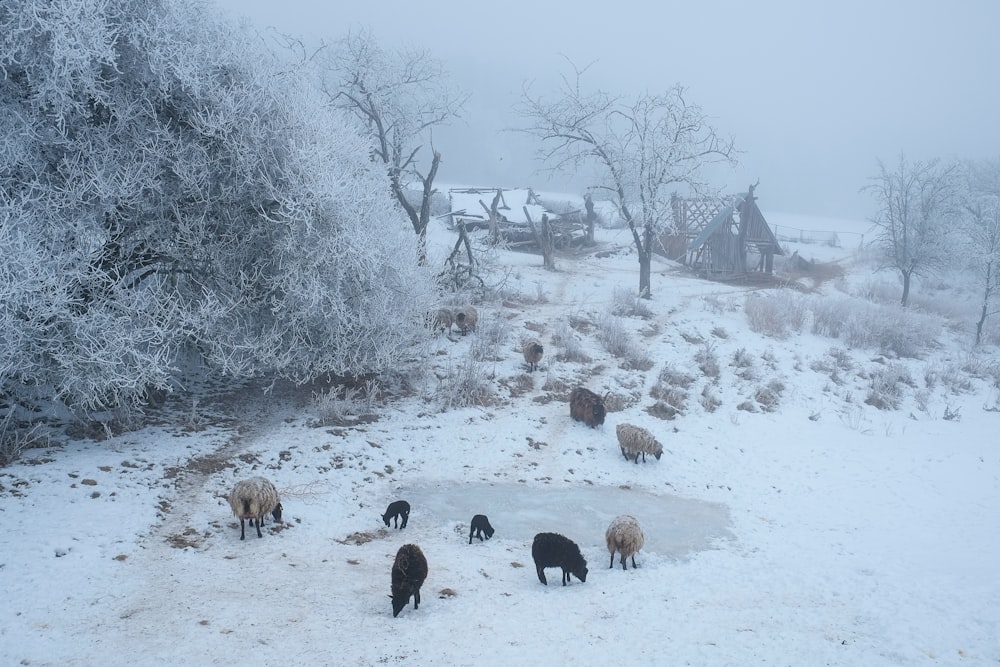group of sheep surrounded by snow