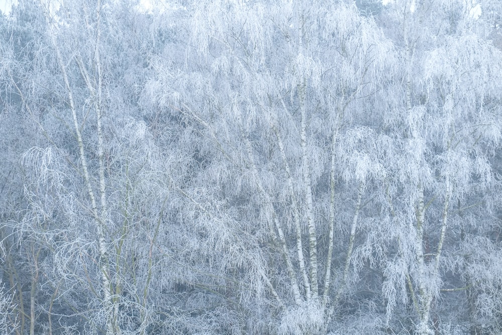 high-angle photography of gray leafed trees