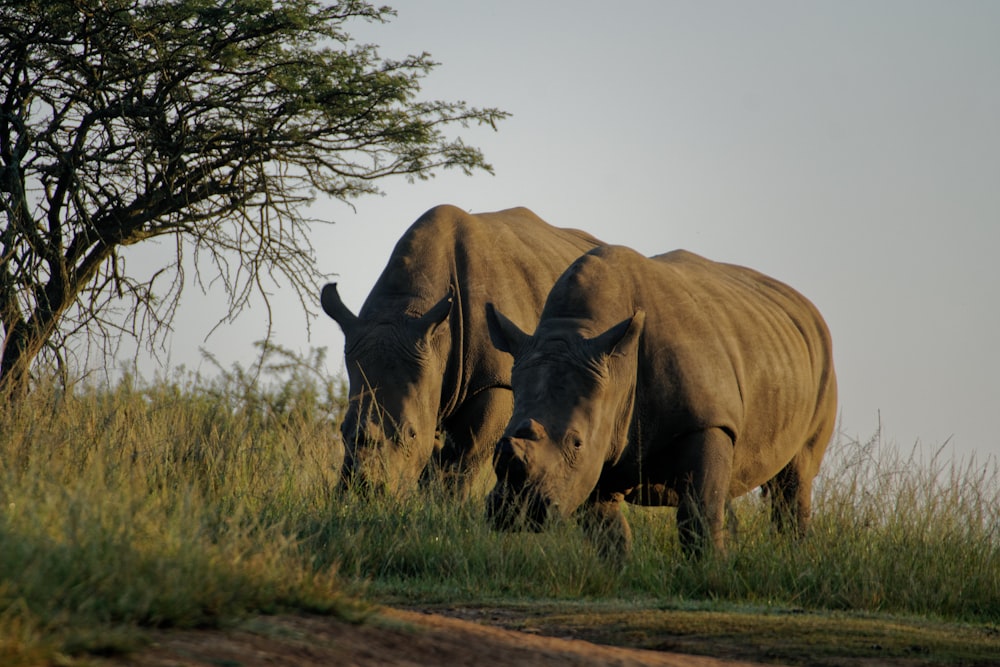 two gray rhinoceros