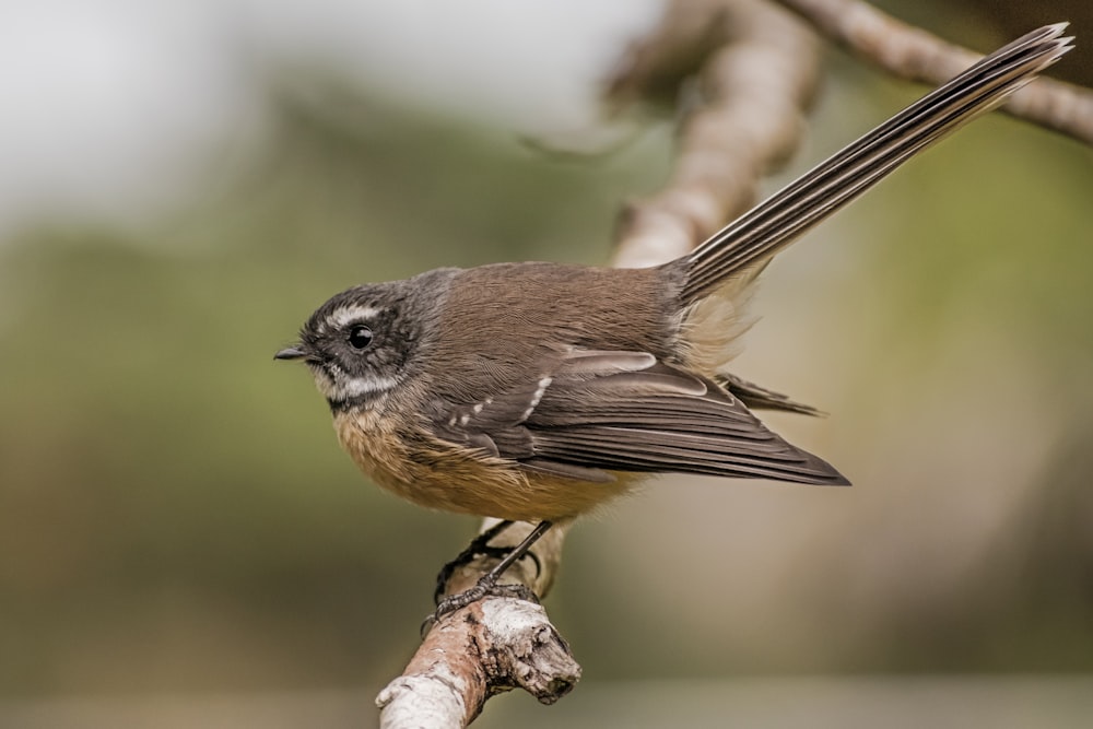 black and orange bird on tree branch