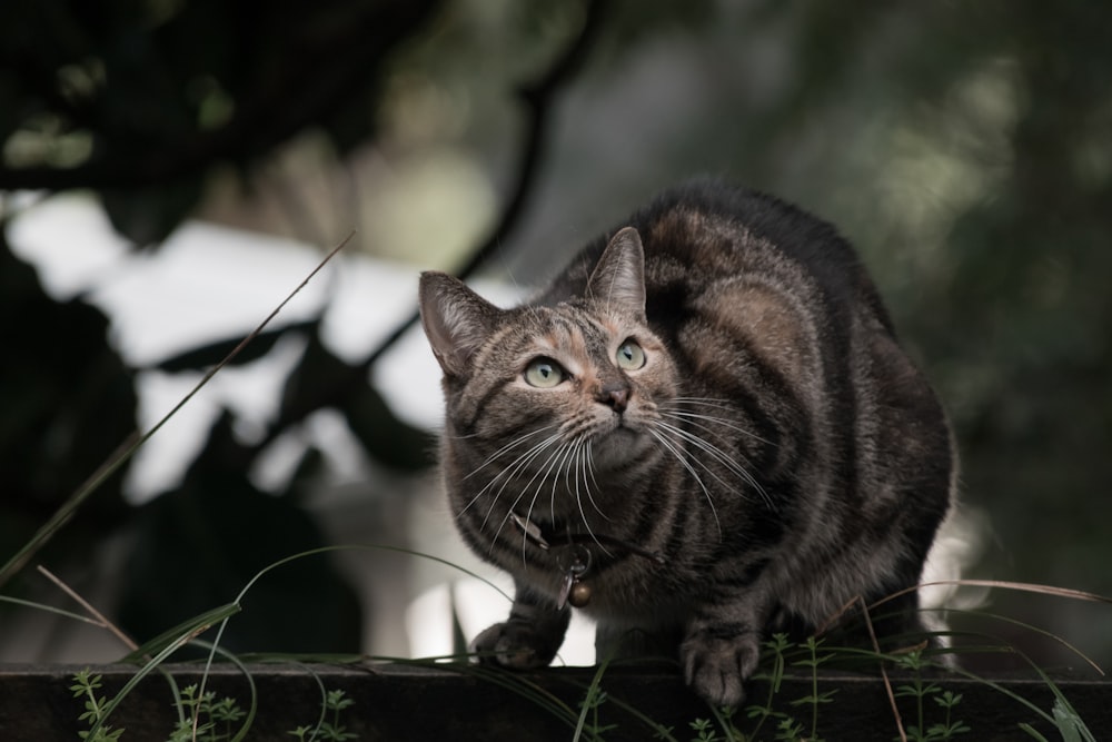 gato tabby marrom