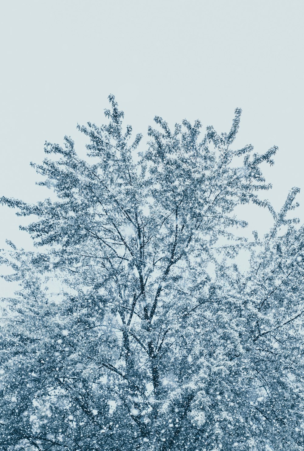 雪のある木