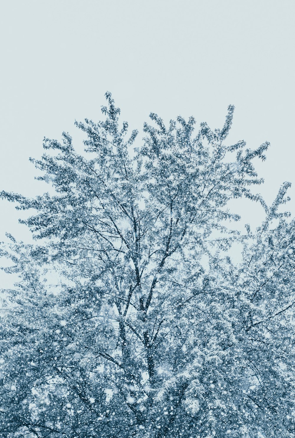 árbol con nieve