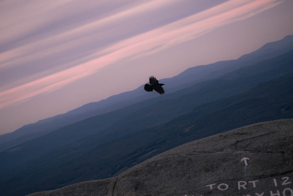 black bird flying on sky photography