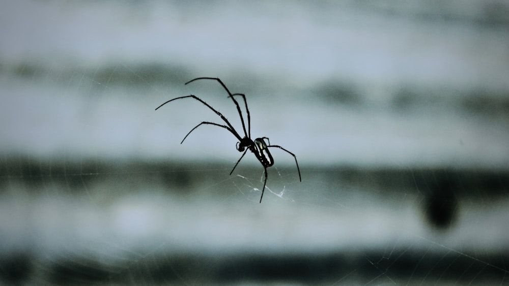selective focus photography of spider