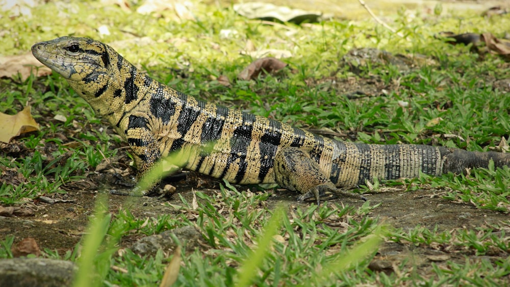 Dragón marrón de Komodo en el campo de hierba