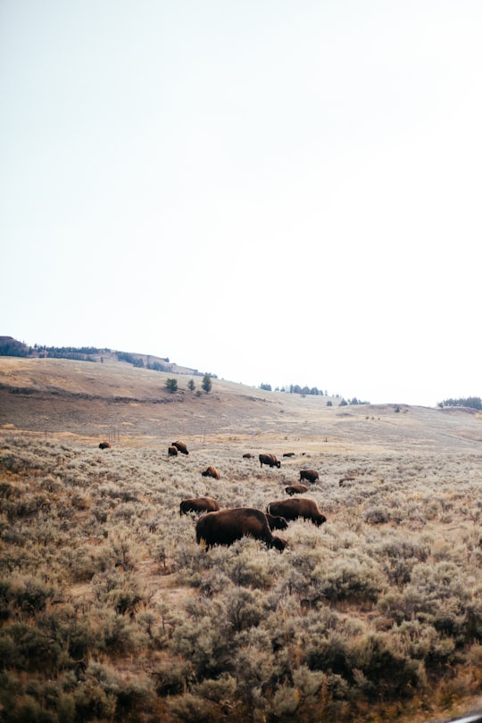 cattle on field in Yellowstone National Park United States