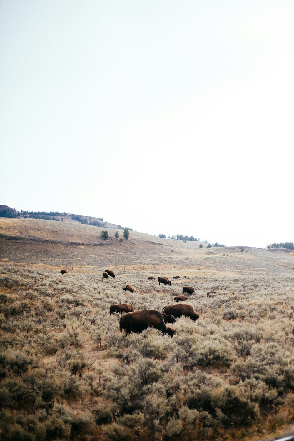 cattle on field