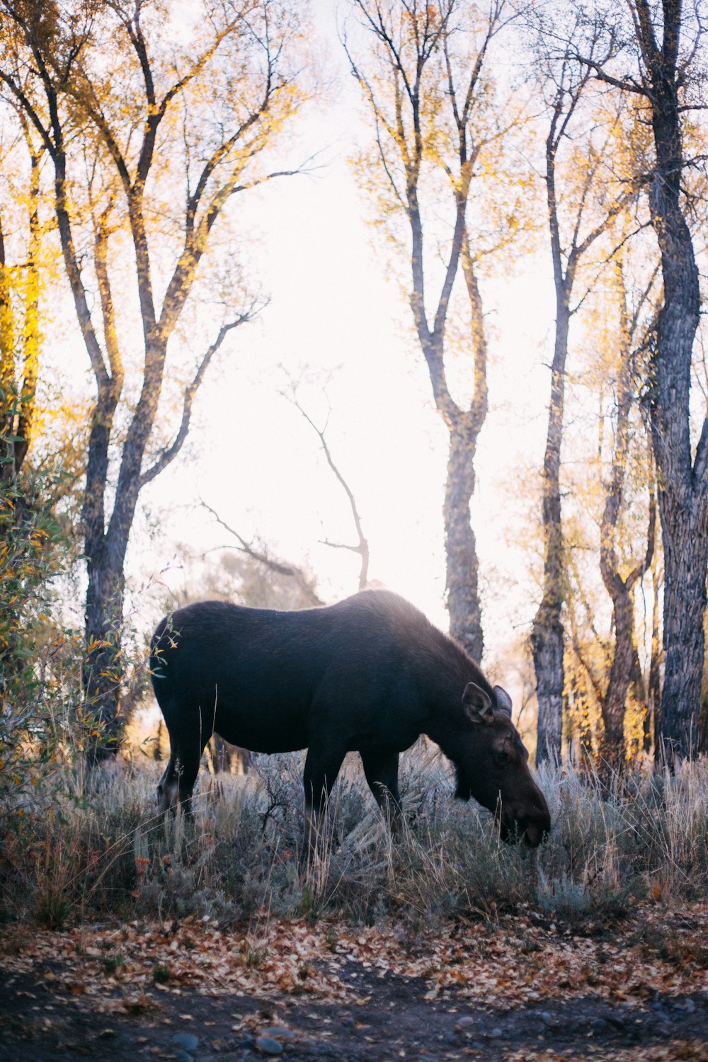 black water buffalo surrounded by withered trees