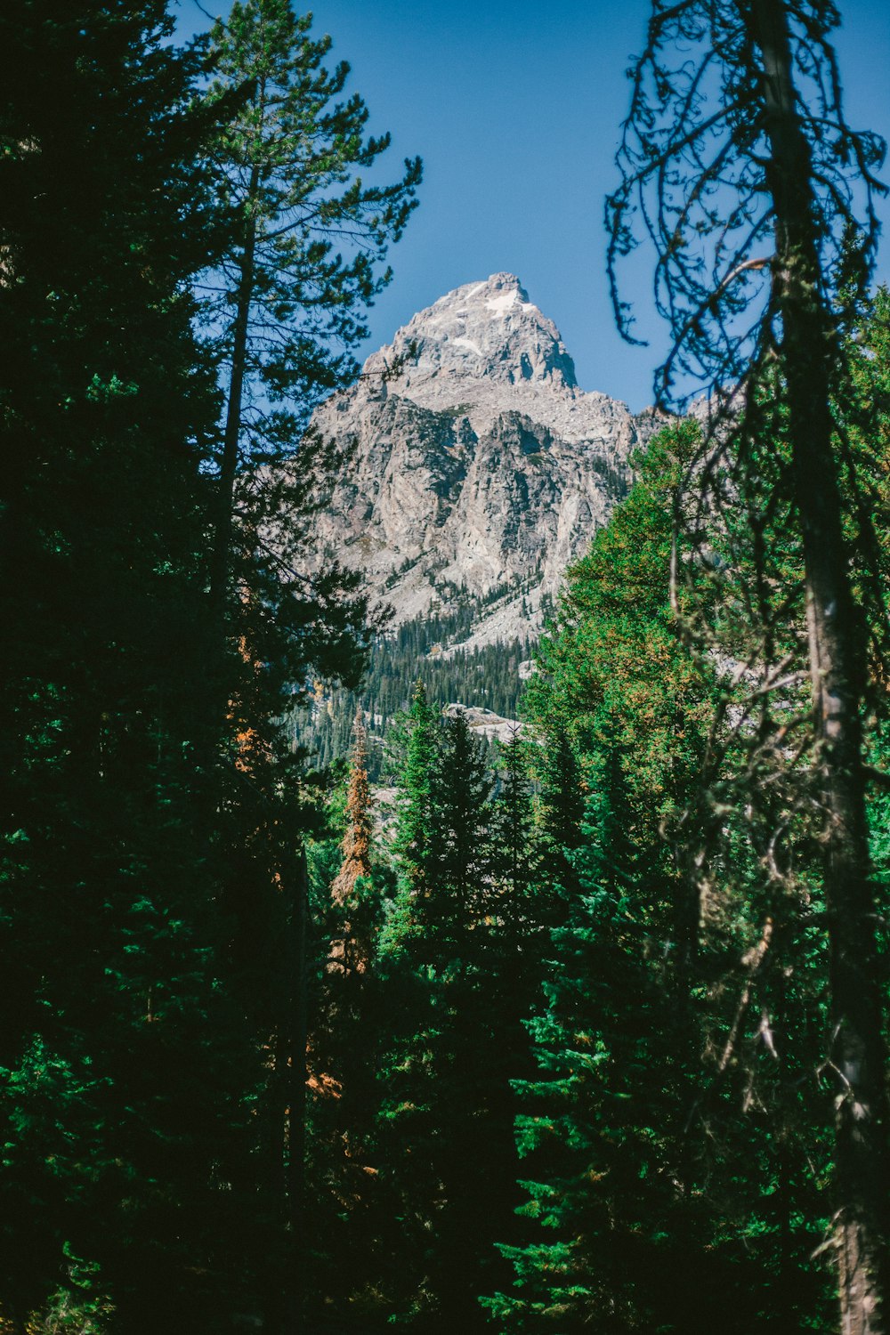 grauer Berg und grüne Bäume unter blauem Himmel während des Tages Foto