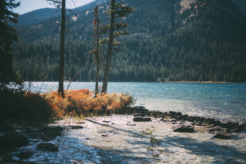 body of water near trees