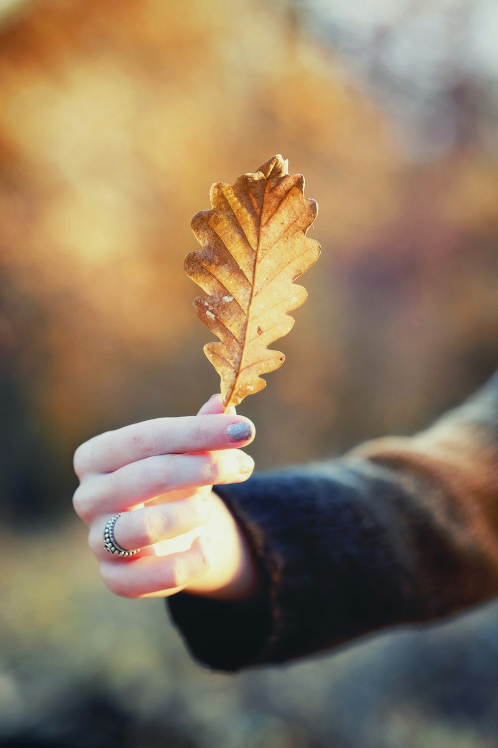 person holding brown leaf