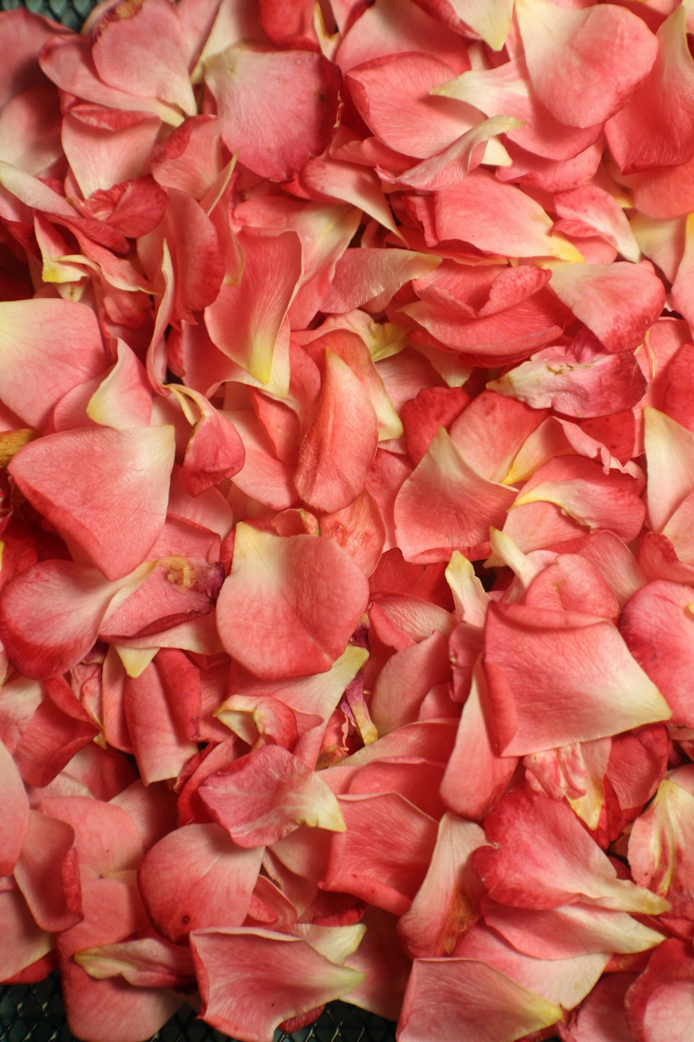 Rose Petals Photos, Download The BEST Free Rose Petals Stock Photos & HD  Images