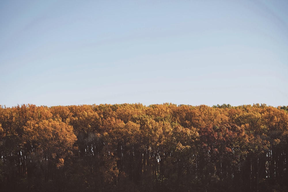 high-angle photography of brown leafed trees under clear blue sky