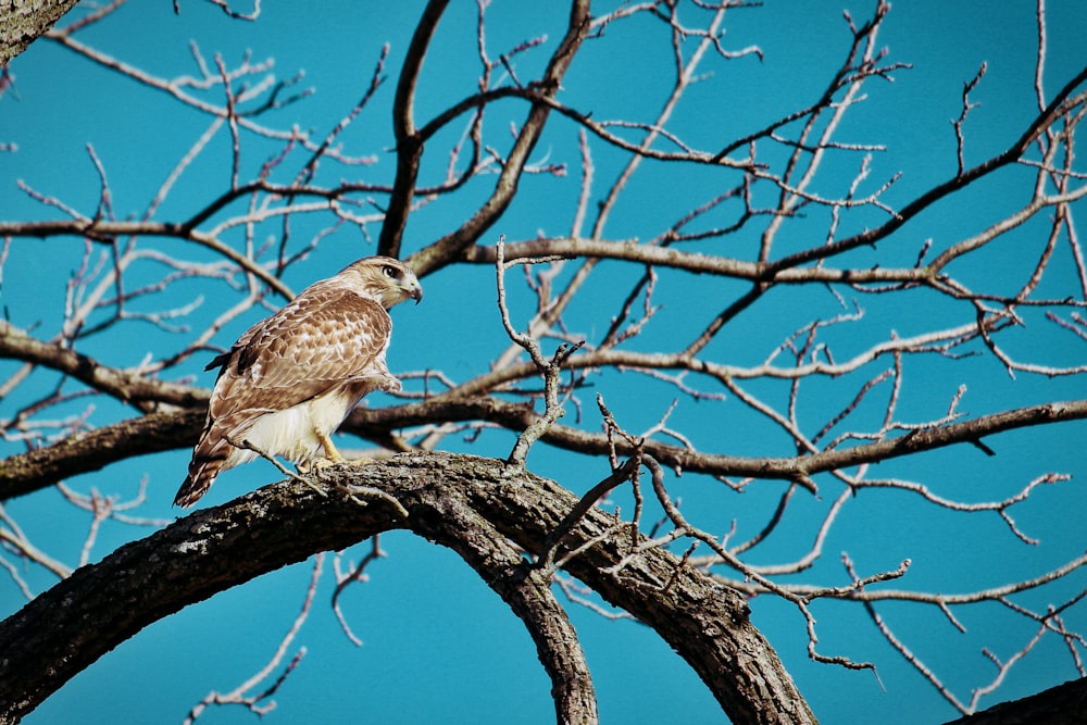 brown bird perched on bare tree branch