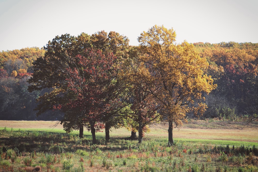 green trees on field