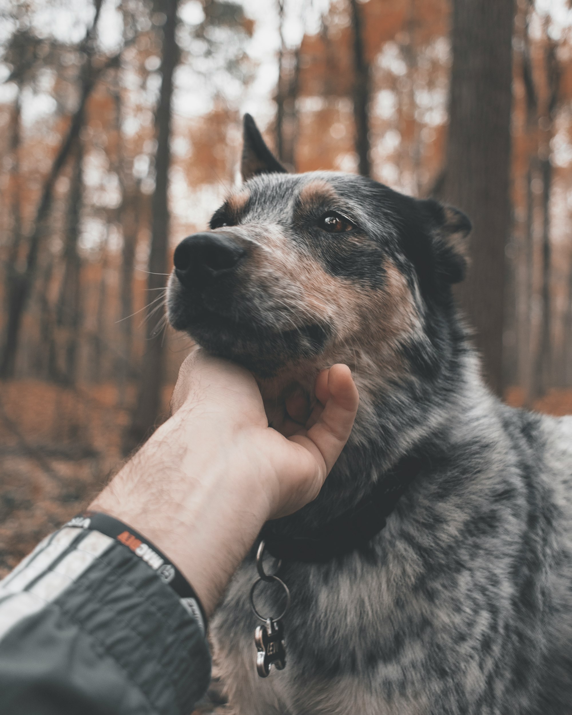 How to put a collar on an aggressive dog