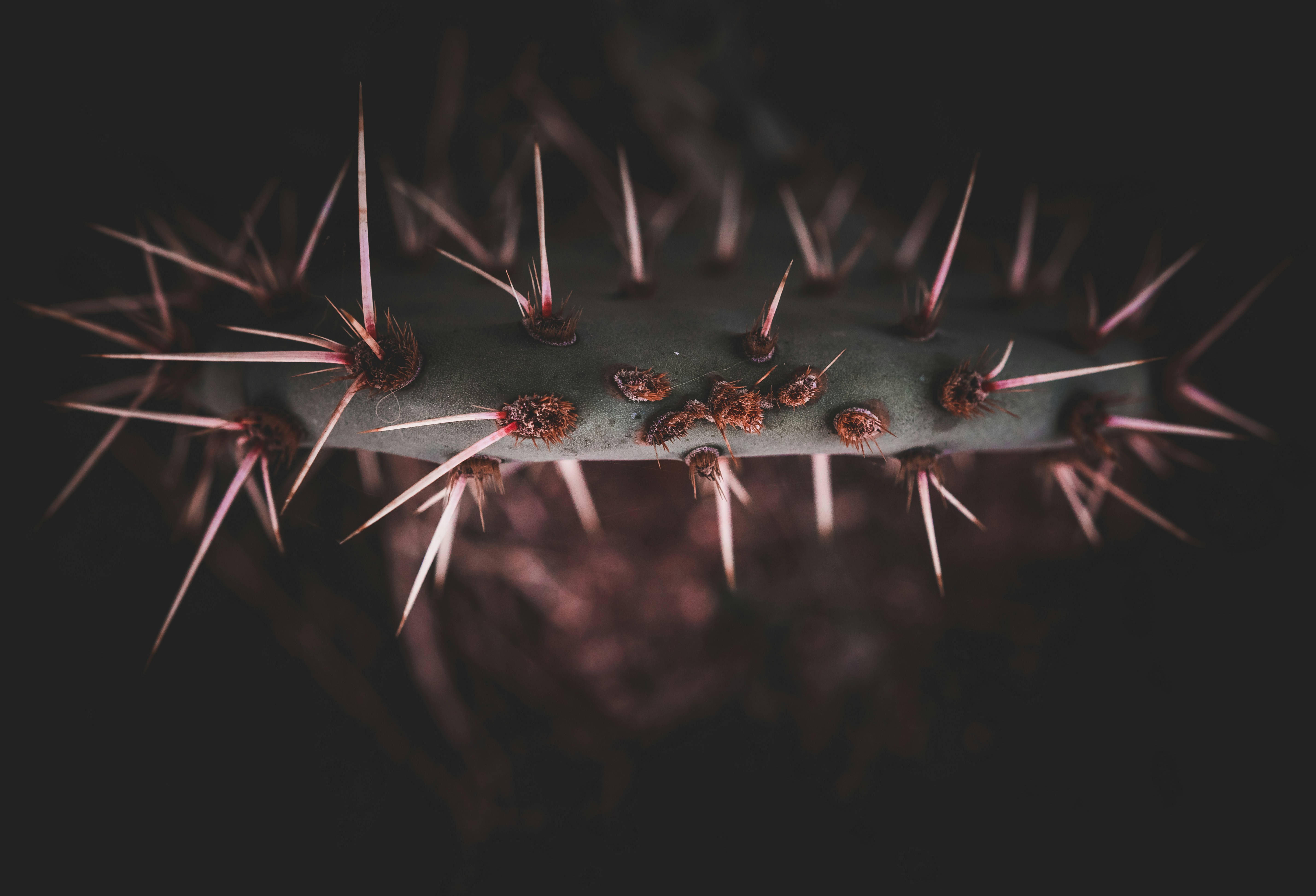 Photo by alienaperture