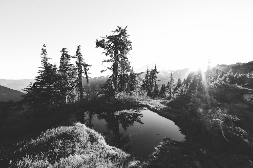 Graustufenfotografie eines Sees in der Nähe von Bäumen