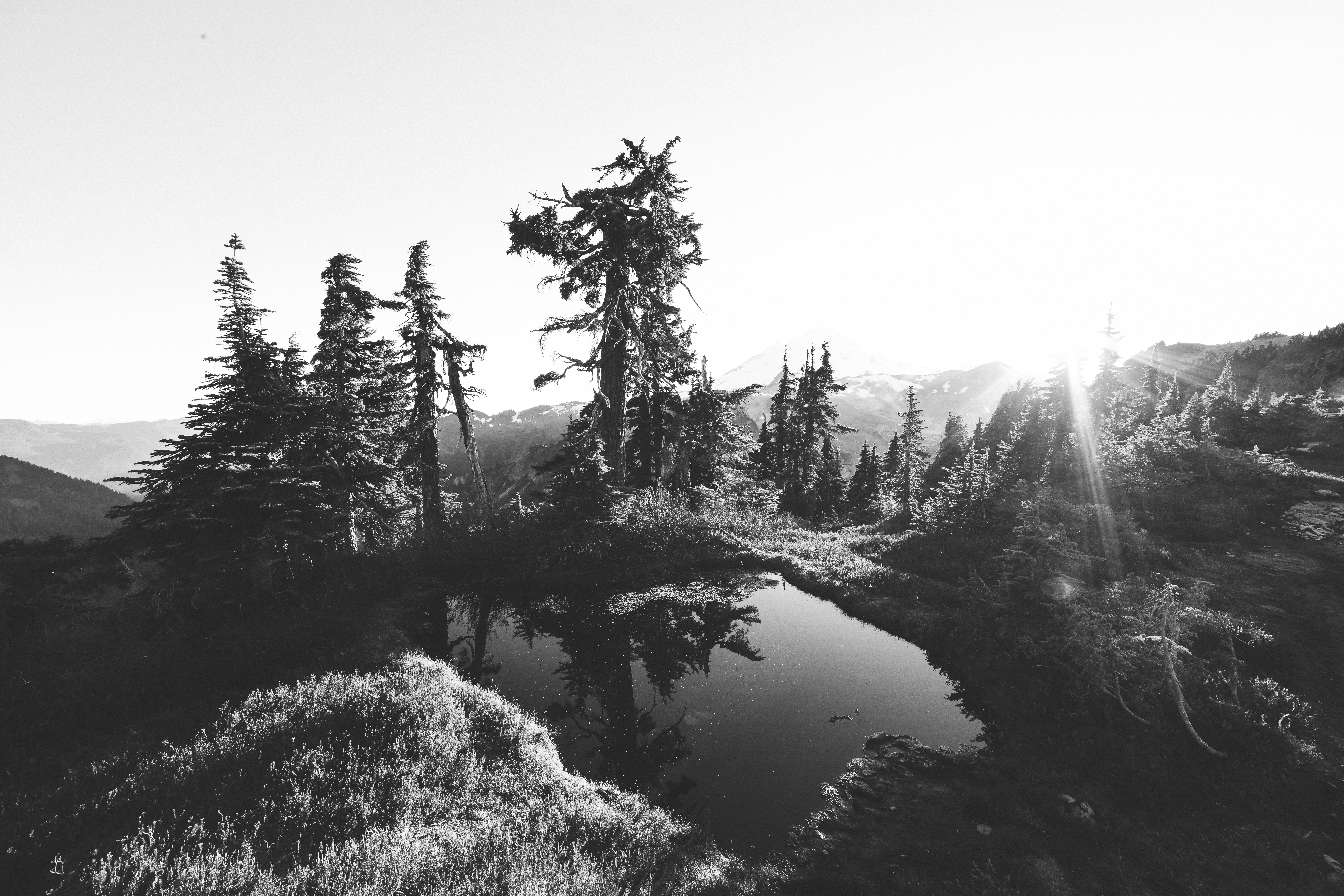 grayscale photography of lake near trees