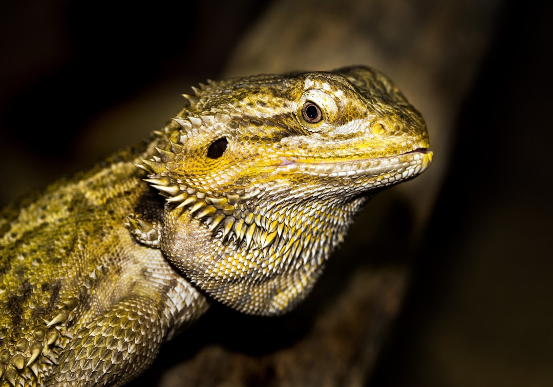 Bearded Dragon Pictures Download Free Images on Unsplash Bearded Dragon Pictures Download Free Images on Unsplash