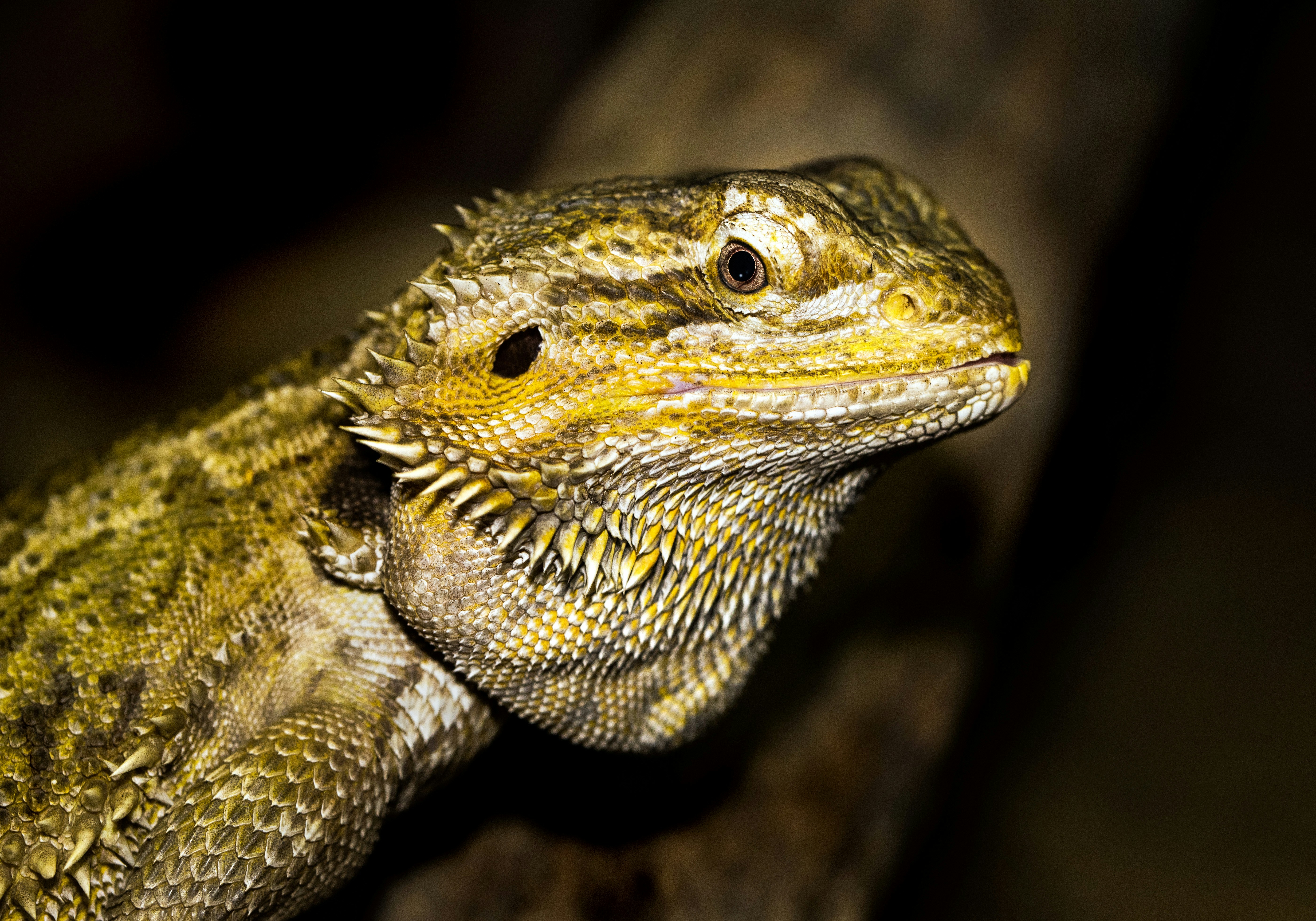Friend Or Foe: Male Vs. Female Bearded Dragon Temperaments