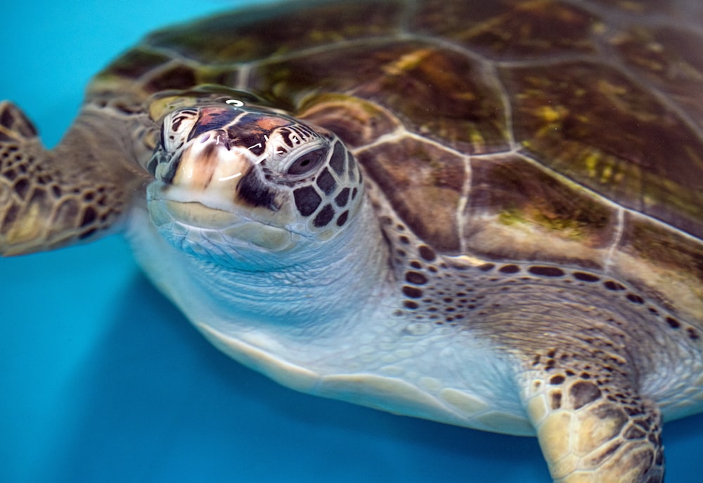 brown turtle on body of water