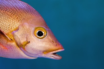 Close-up of fish eggs carefully tended in a breeding tank.