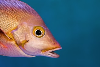 Close-up of fish eggs carefully tended in a breeding tank.