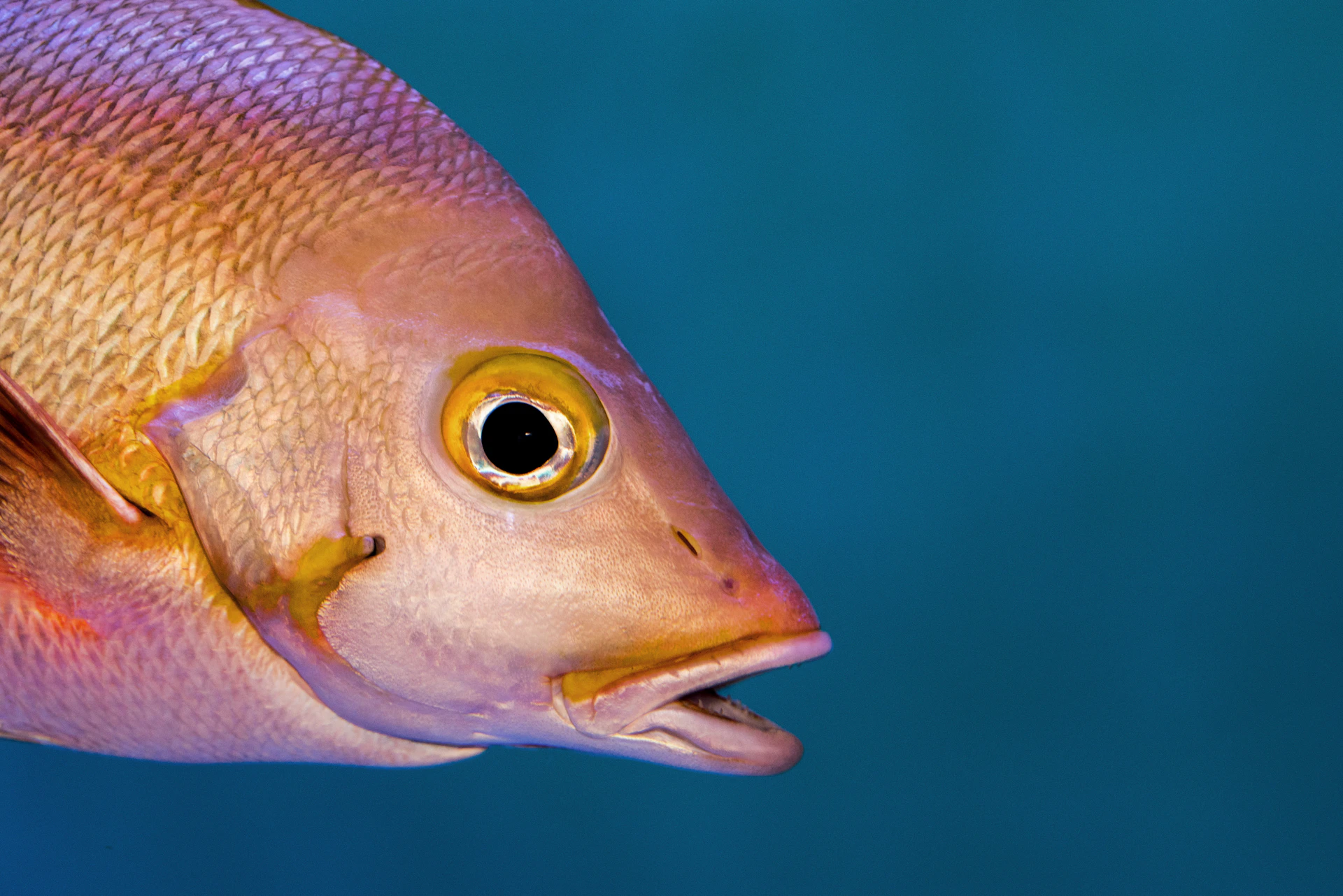 A close-up of a researcher holding a freshly caught fish specimen, highlighting the detail and care in marine study.