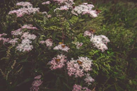 A serene outdoor setting with delicate vanilla-colored decorations and a subtle butterfly motif.