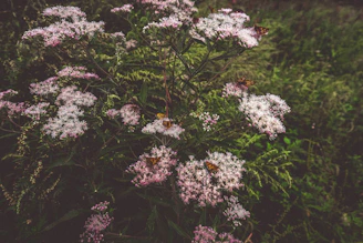 A serene outdoor setting with delicate vanilla-colored decorations and a subtle butterfly motif.