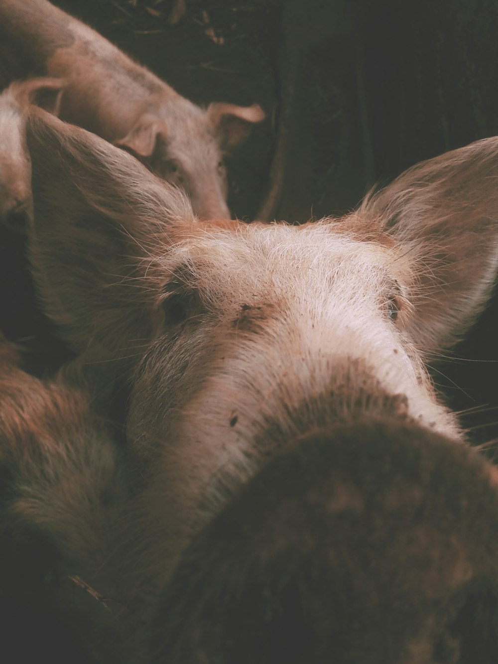 close-up photography of white and brown pig