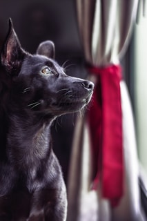 K-SCOOPS.com | Healthy Habits - Alone but Not Lonely: Tips for Managing Your Pet's Time Alone