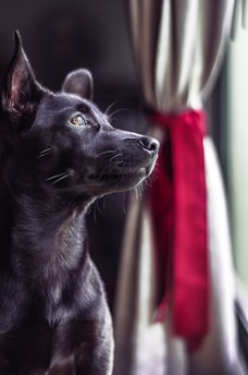 K-SCOOPS.com | Healthy Habits - Alone but Not Lonely: Tips for Managing Your Pet's Time Alone