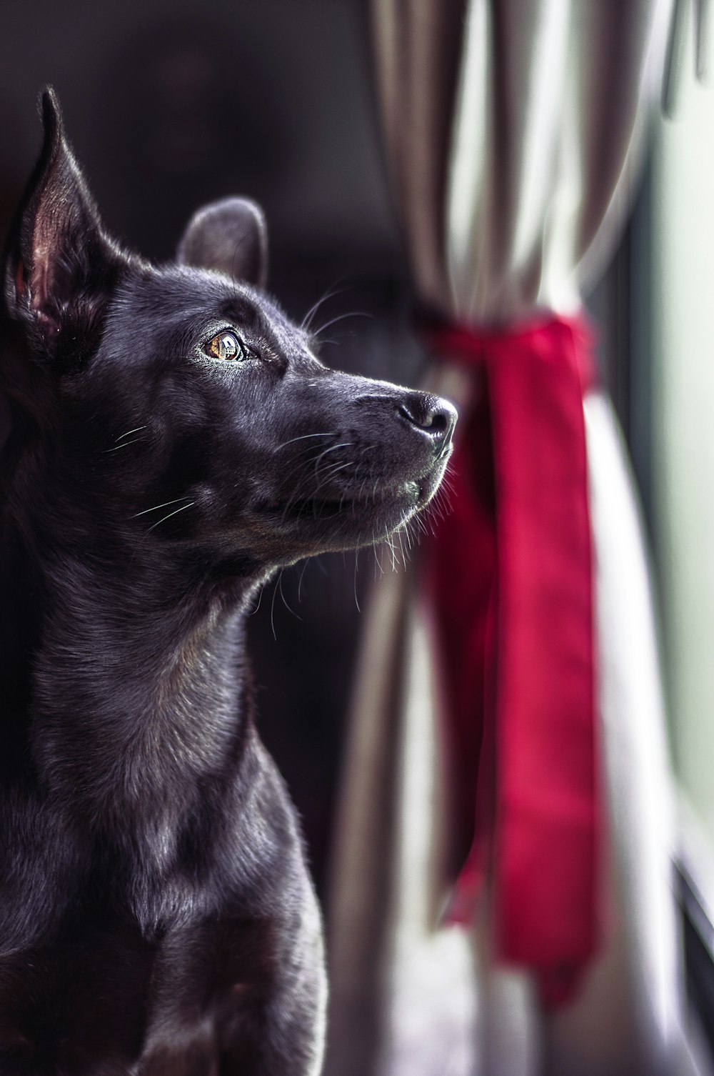 黒いショートコートの犬のクローズアップ写真