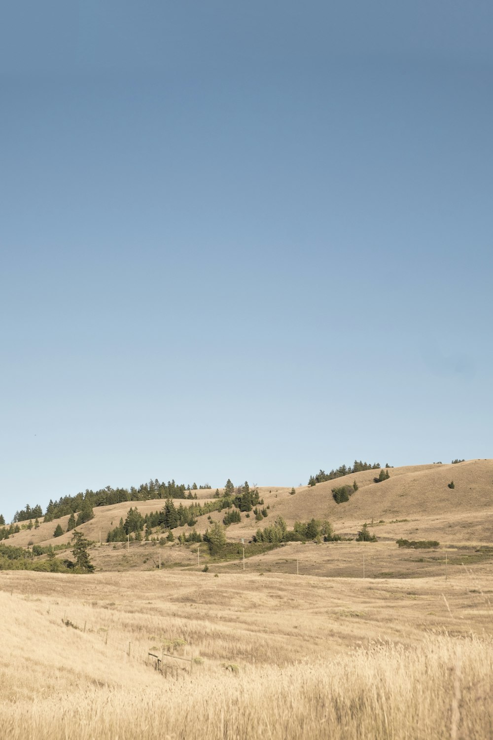 green leafed trees under blue sky