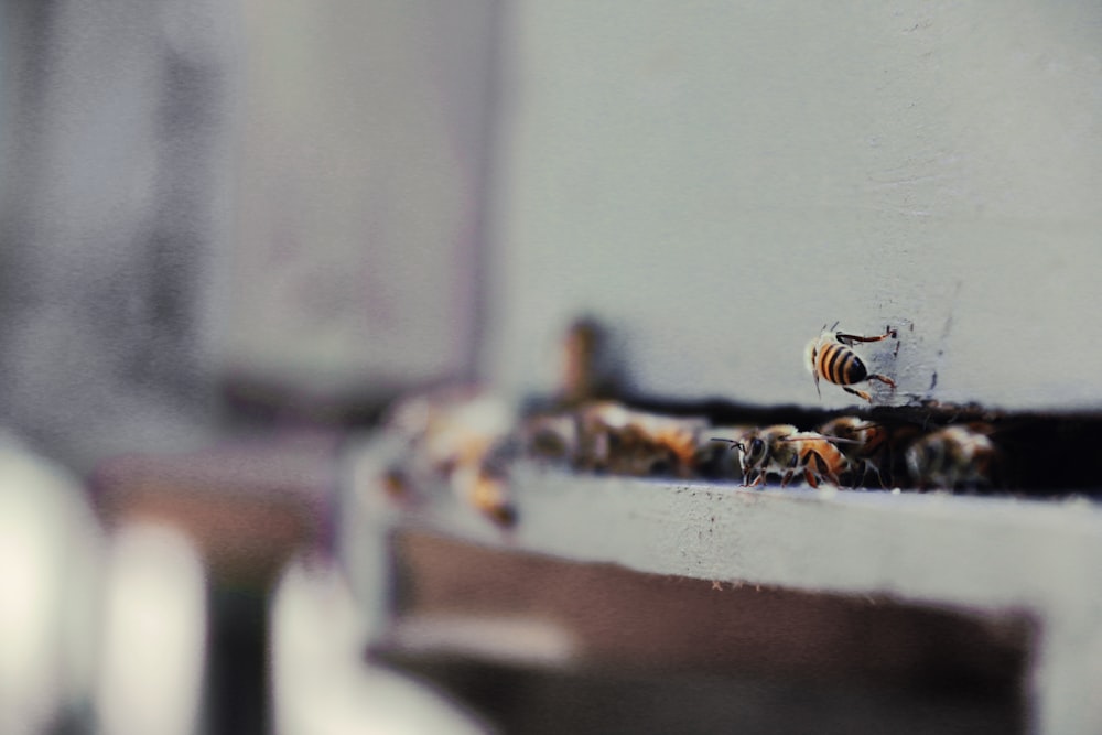 selective focus photography of black and yellow bee