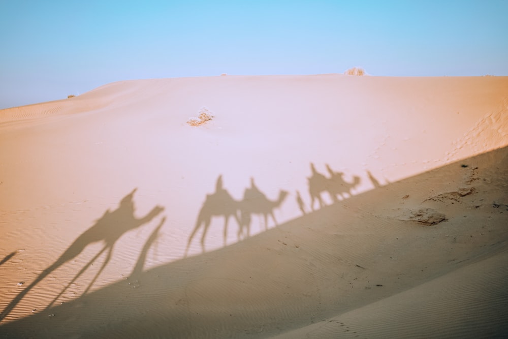Schatten von vier Kamelen in der Wüste