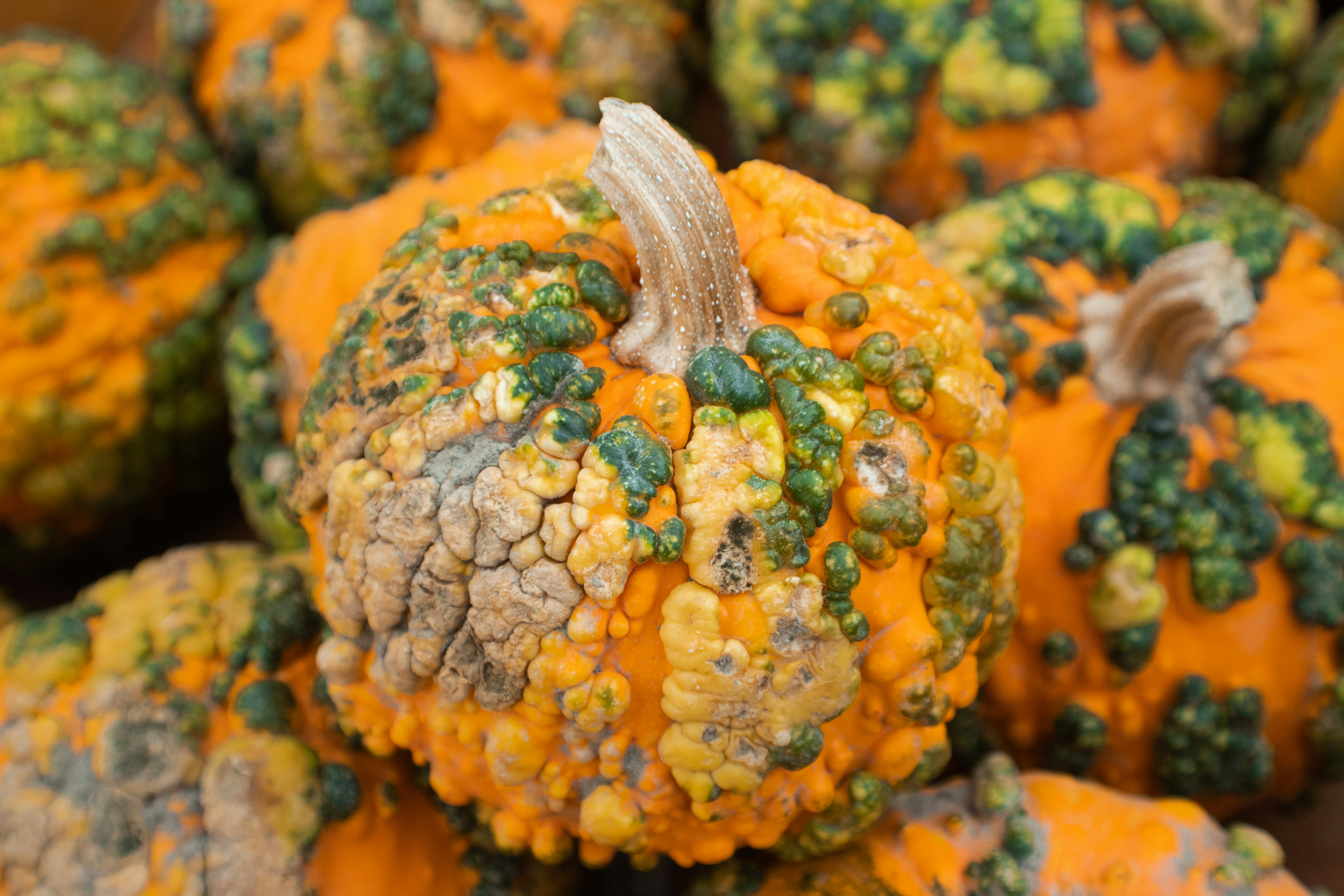 selective focus photograhpy orange pumpkins