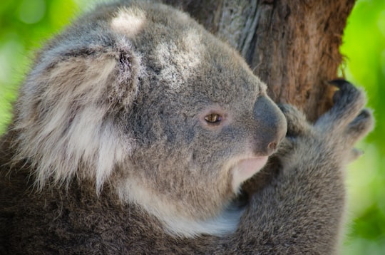 gray Kuala holding tree during daytime in Healesville Sanctuary Australia