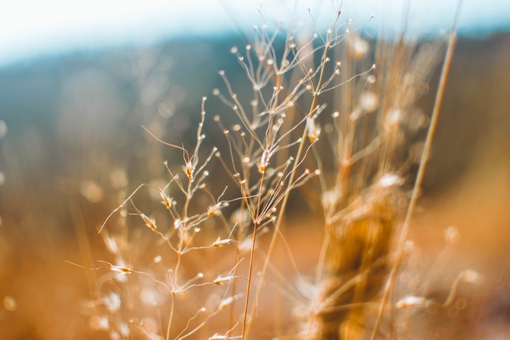 selective photography of brown plants