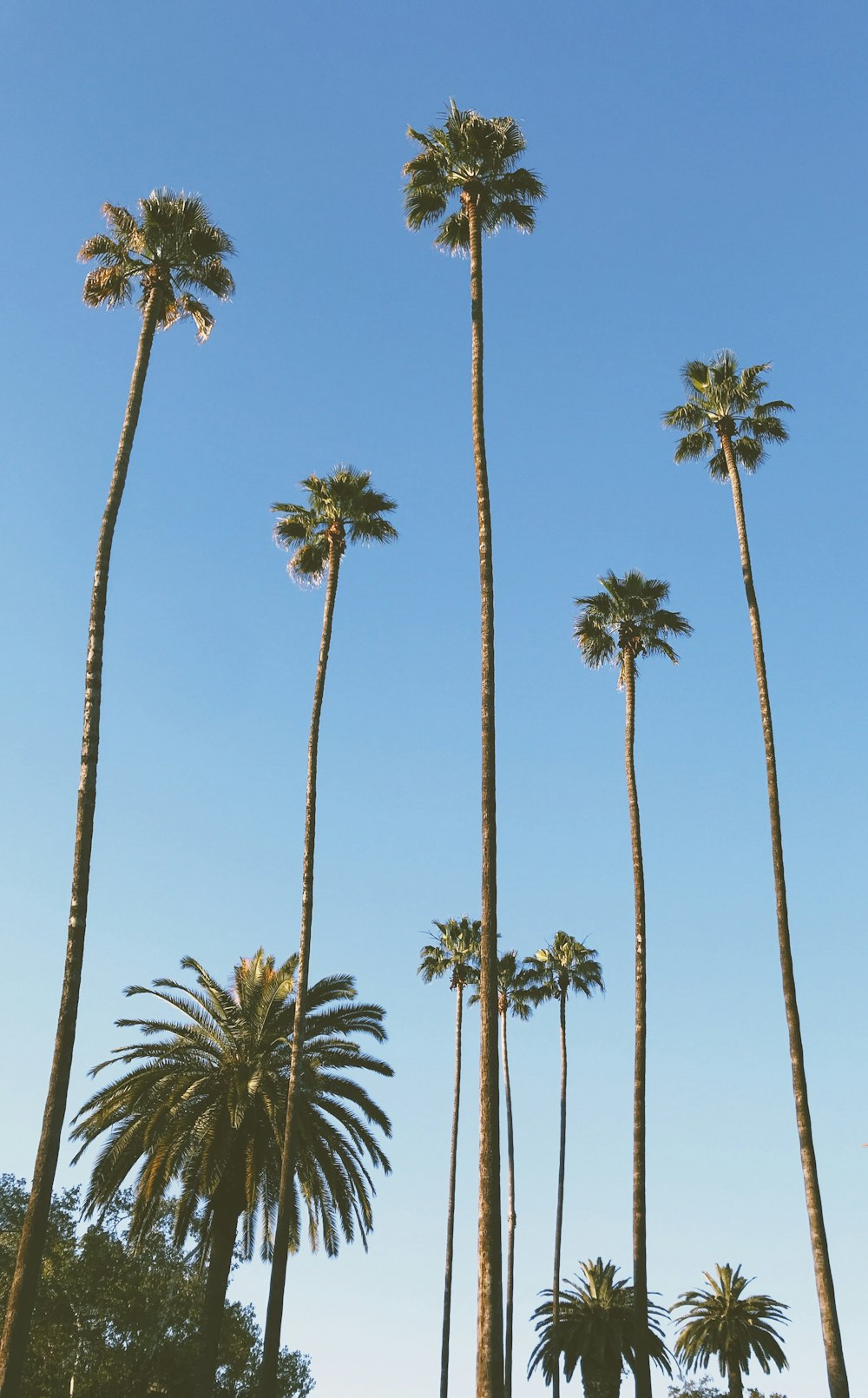 green palm trees under blue sky