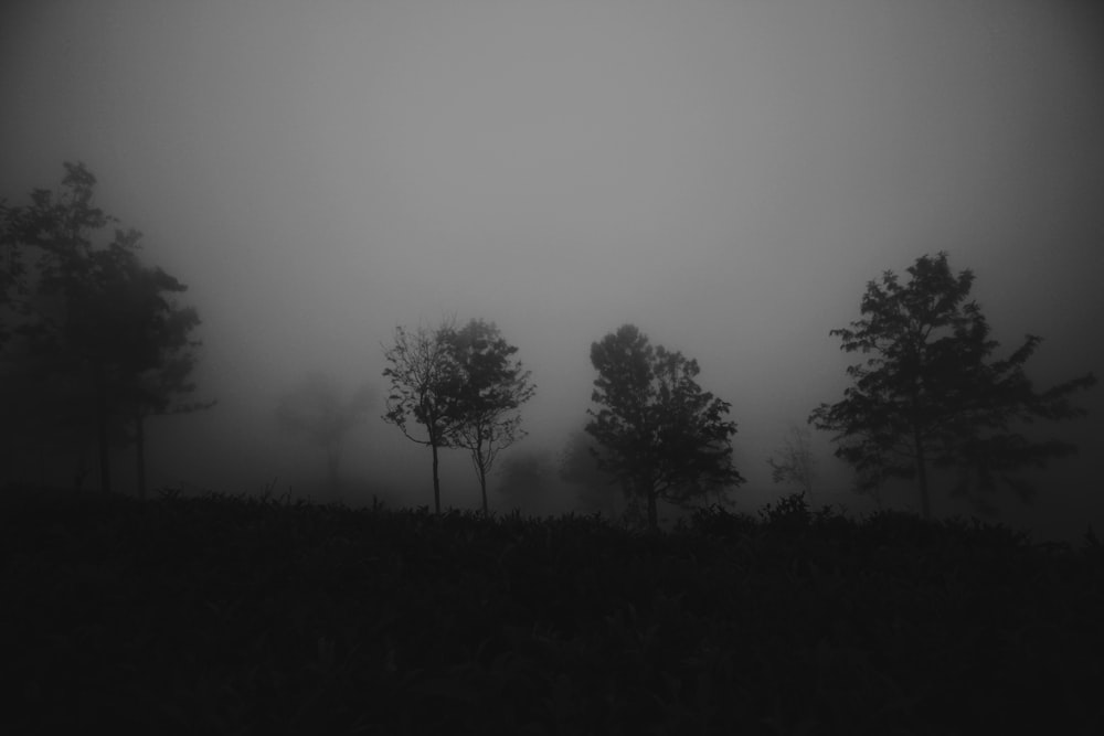 trees and mountain