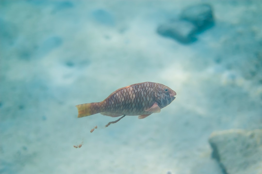 A brown parrot fish happily pooping in the sea