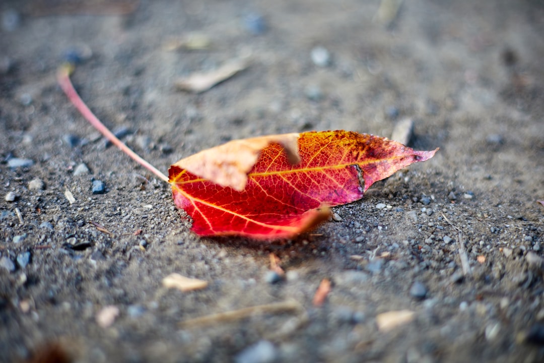 red and yellow leaf