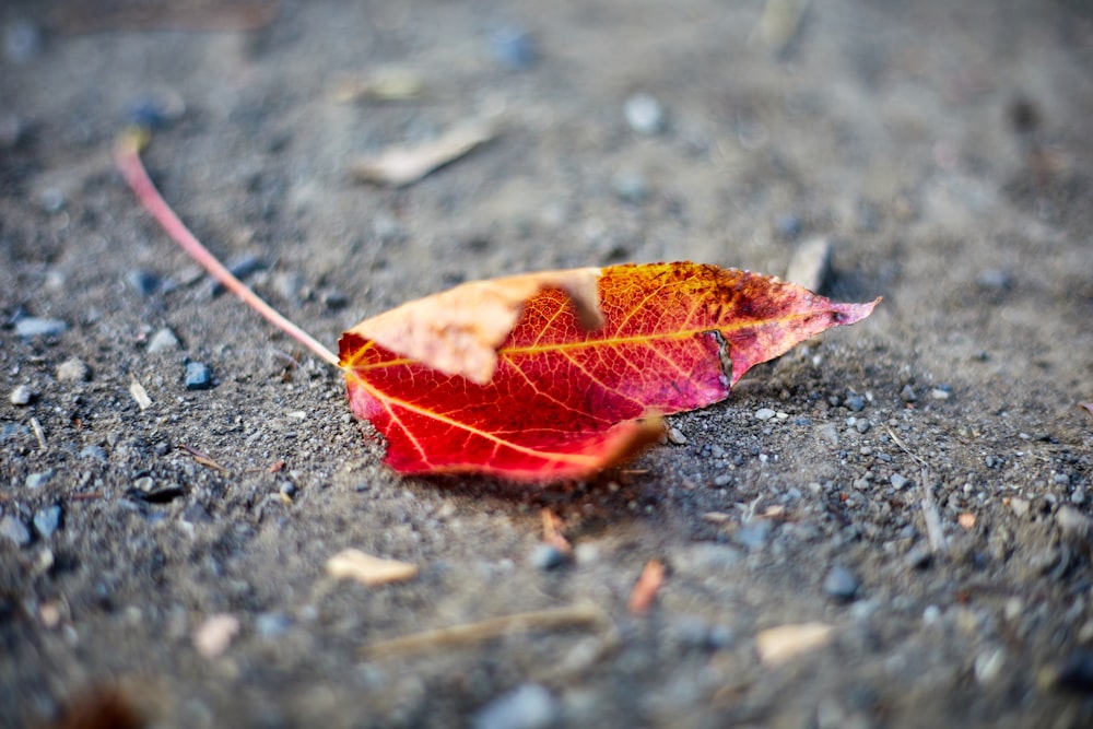 red and yellow leaf