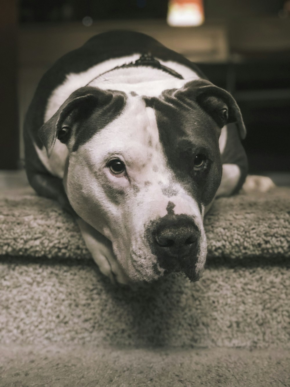 dog laying on carpet